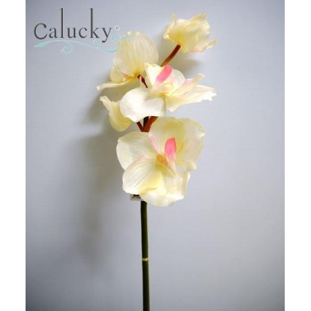 Hoa vanda 5 bông màu trắng nhụy hồng 22-8113-003-CRPK  