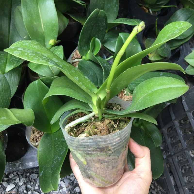 Bầu lan hồ điệp mini