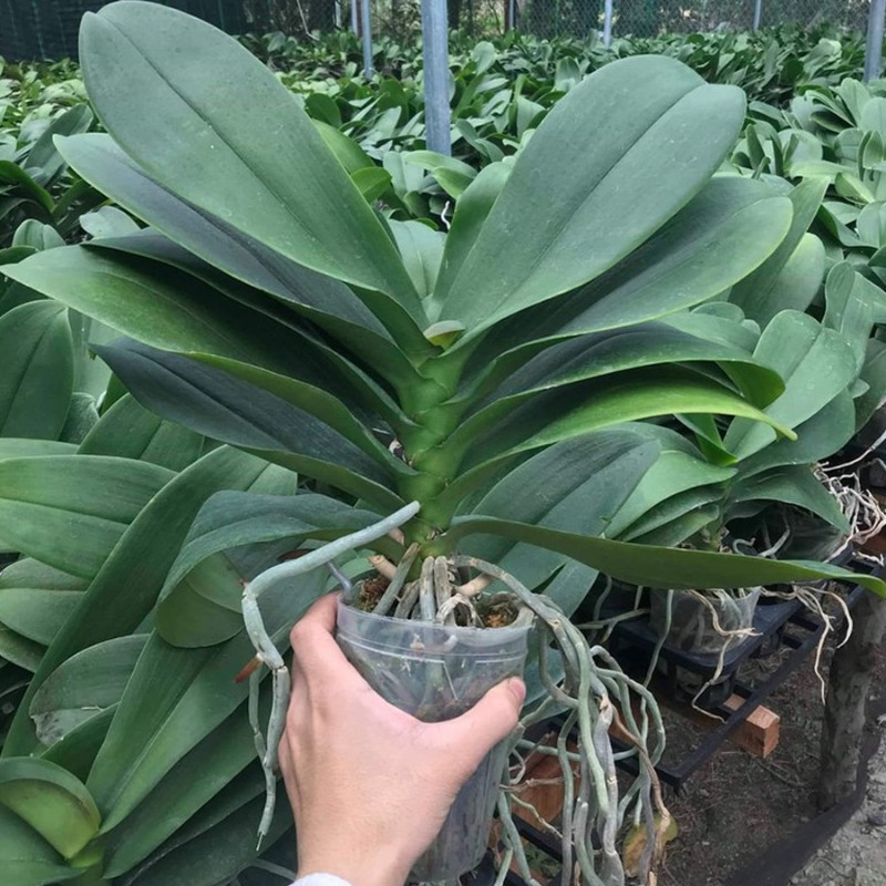 Bầu lan hồ điệp đại