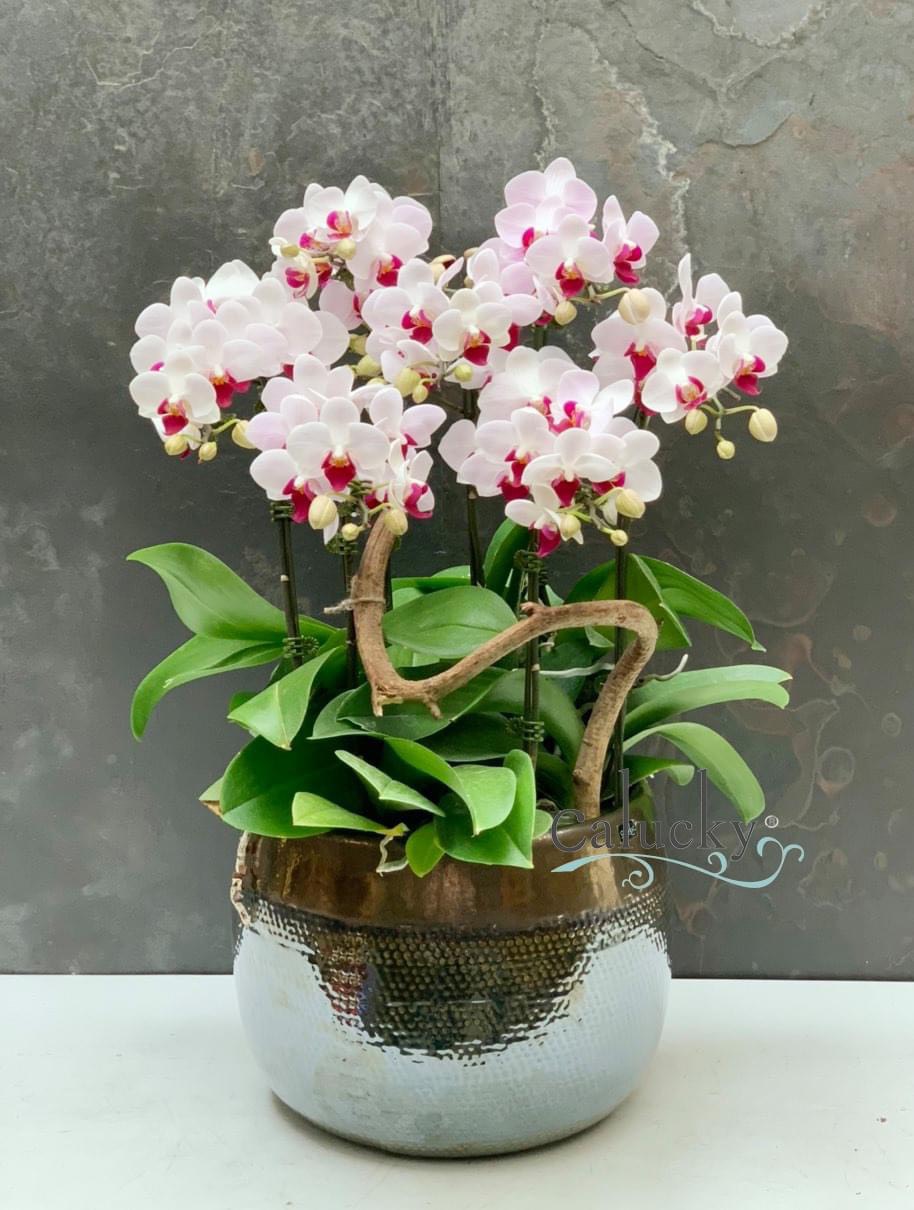 Hoa lan hồ điệp Calucky