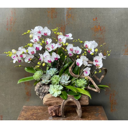 CHẬU LAN HỒ ĐIỆP MINI TRẮNG