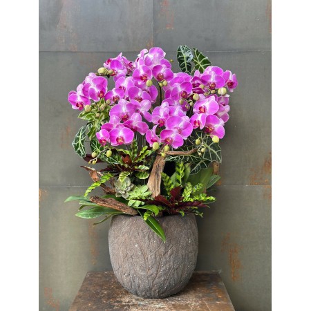 CHẬU LAN HỒ ĐIỆP HỒNG