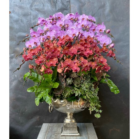 CHẬU LAN HỒ ĐIỆP MIX 2 MÀU HỒNG ĐỎ