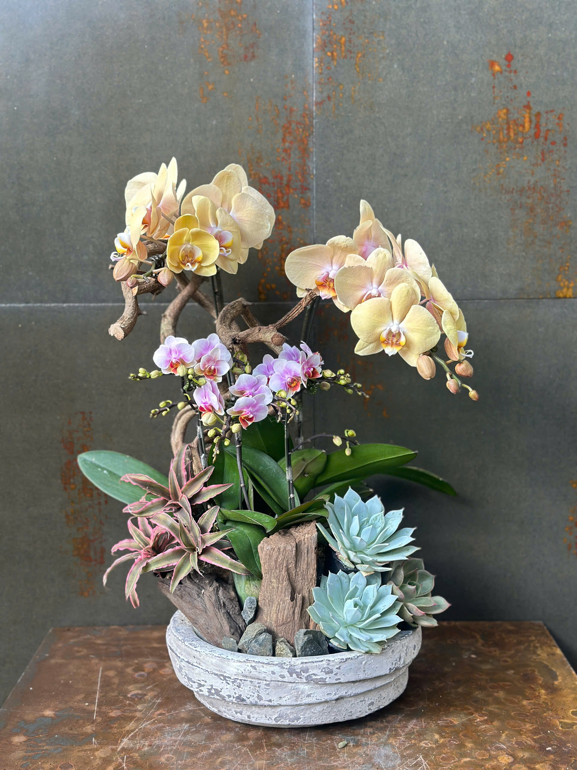 CHẬU LAN HỒ ĐIỆP MINI MIX 2 MÀU