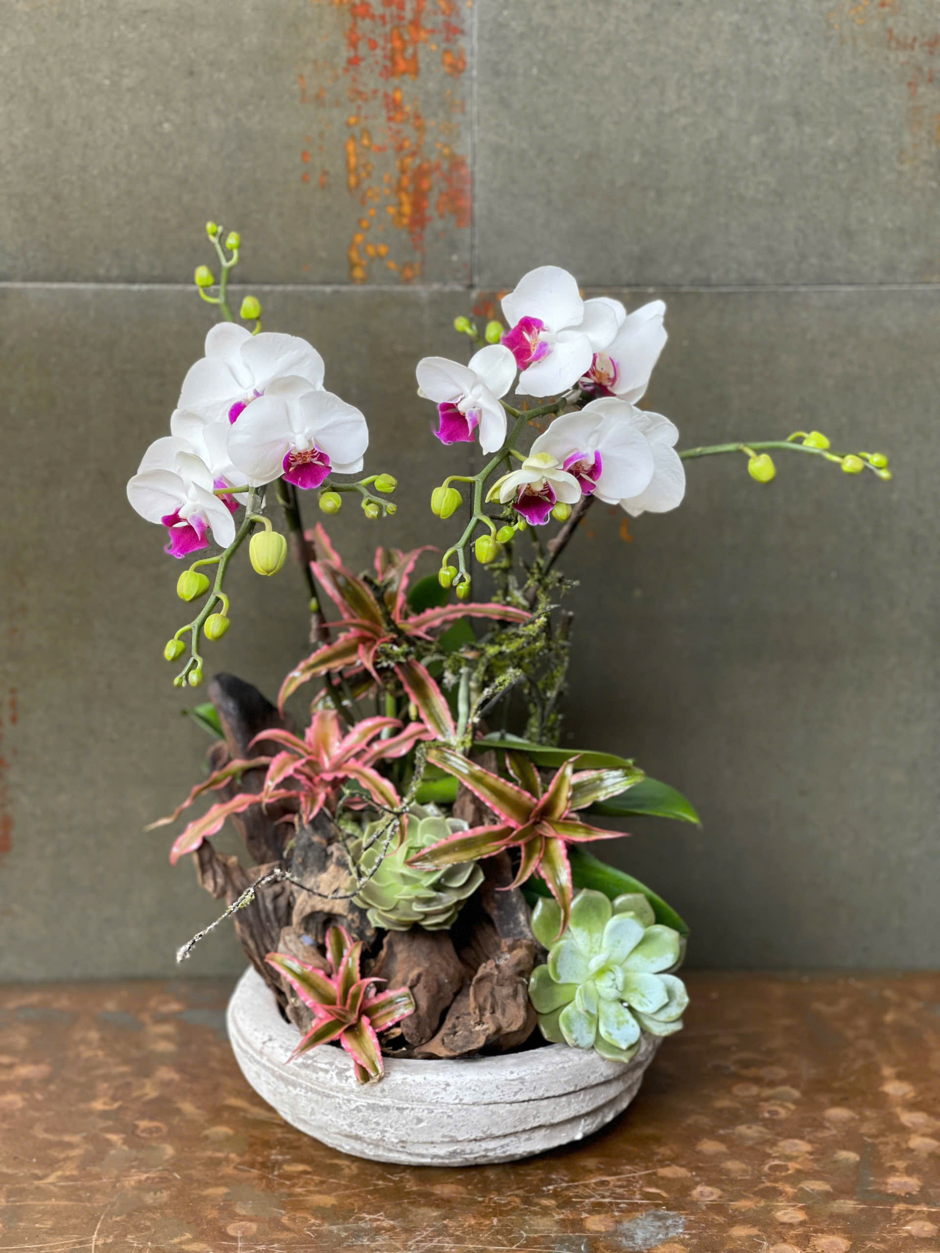 CHẬU LAN HỒ ĐIỆP MINI TRẮNG