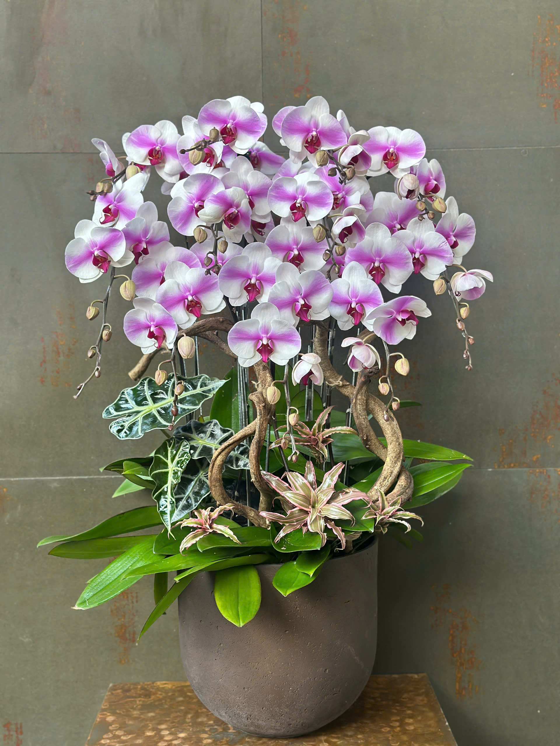 CHẬU LAN HỒ ĐIỆP TRẮNG HỒNG