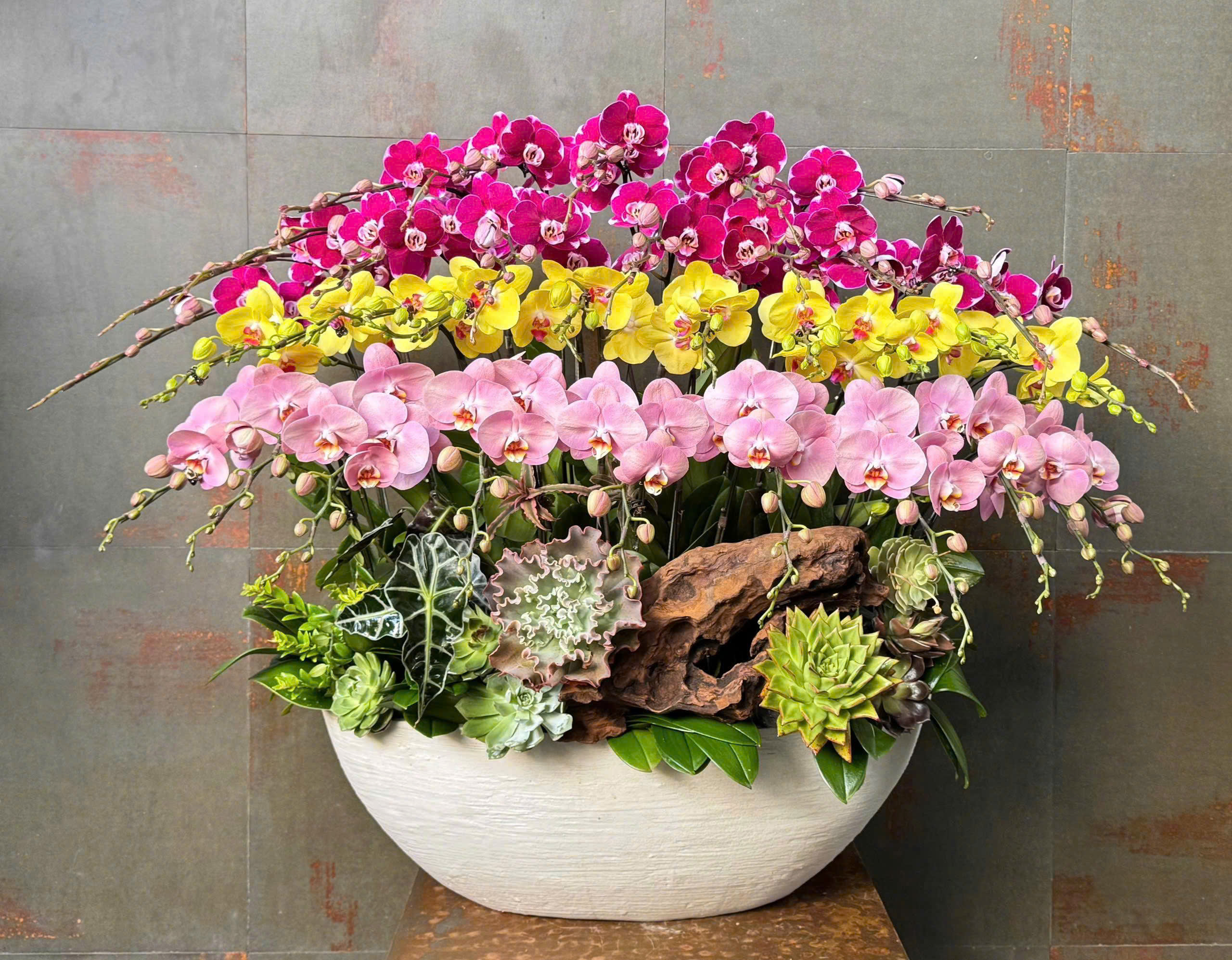 CHẬU LAN HỒ ĐIỆP MIX 3 MÀU