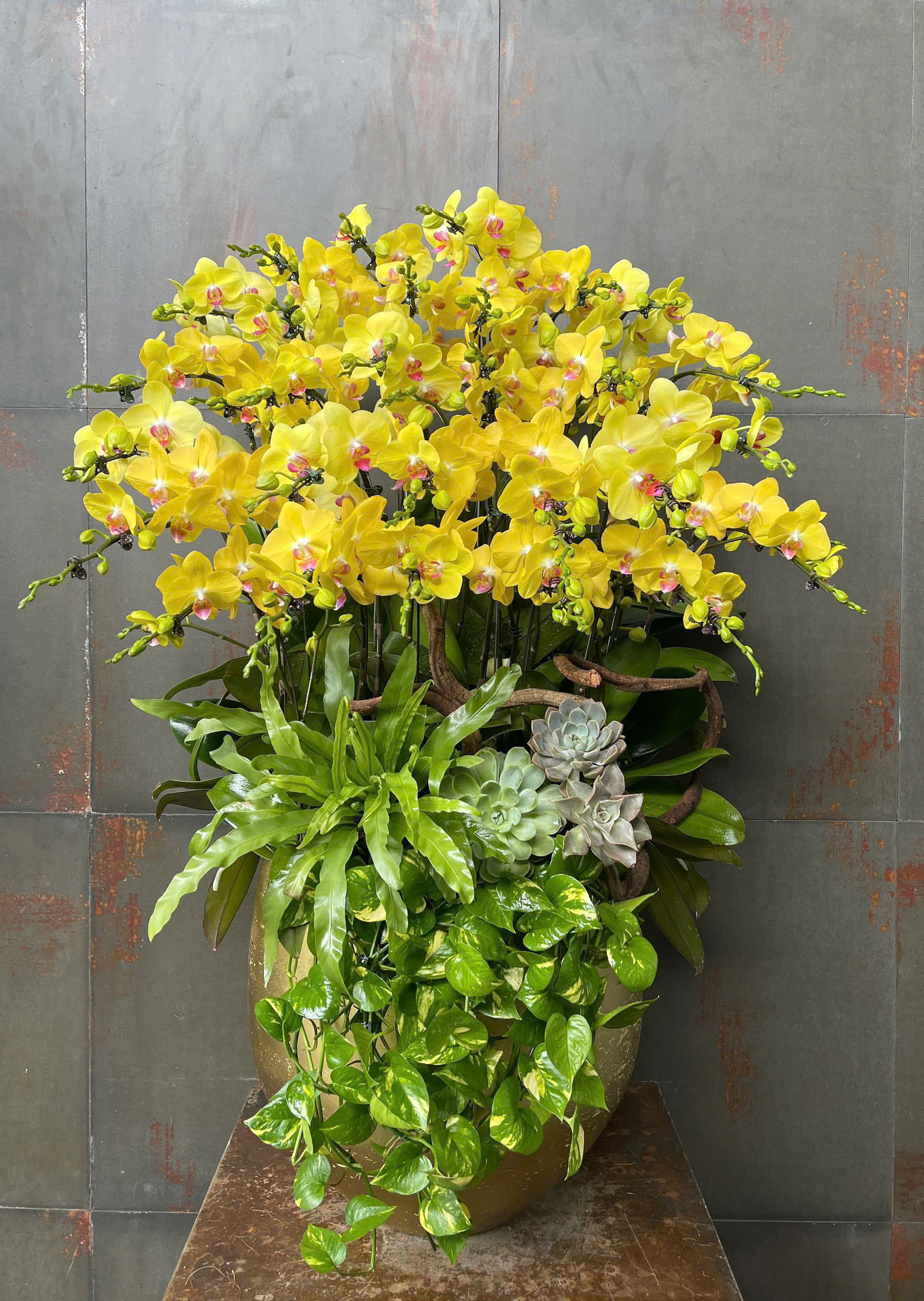 CHẬU LAN HỒ ĐIỆP VÀNG