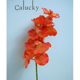 Hoa lan Vanda 22-8146