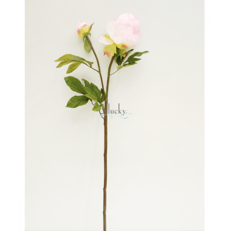 Hoa tiểu mẫu đơn 22-8241