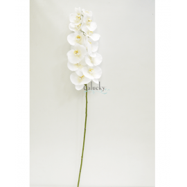 Lan hồ điệp 22-OS-0699