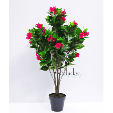 Cây hoa giấy cao 100cm 34-A249KE