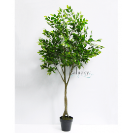 Cây sanh cao 180cm 34-OX-KT