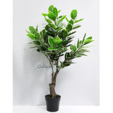 Cây lá đa cao 170cm 34-OY-KAI