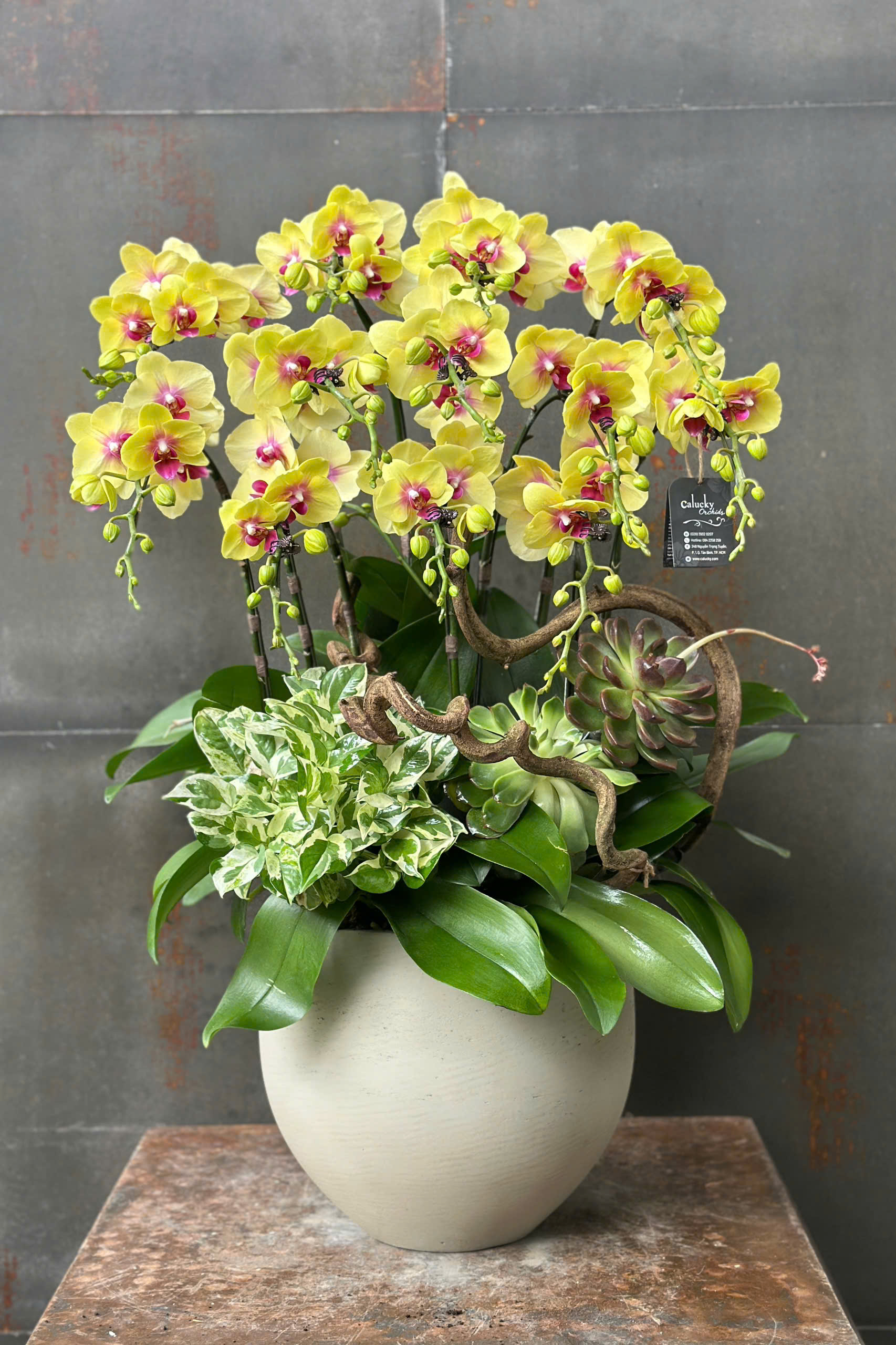 CHẬU LAN HỒ ĐIỆP MINI VÀNG