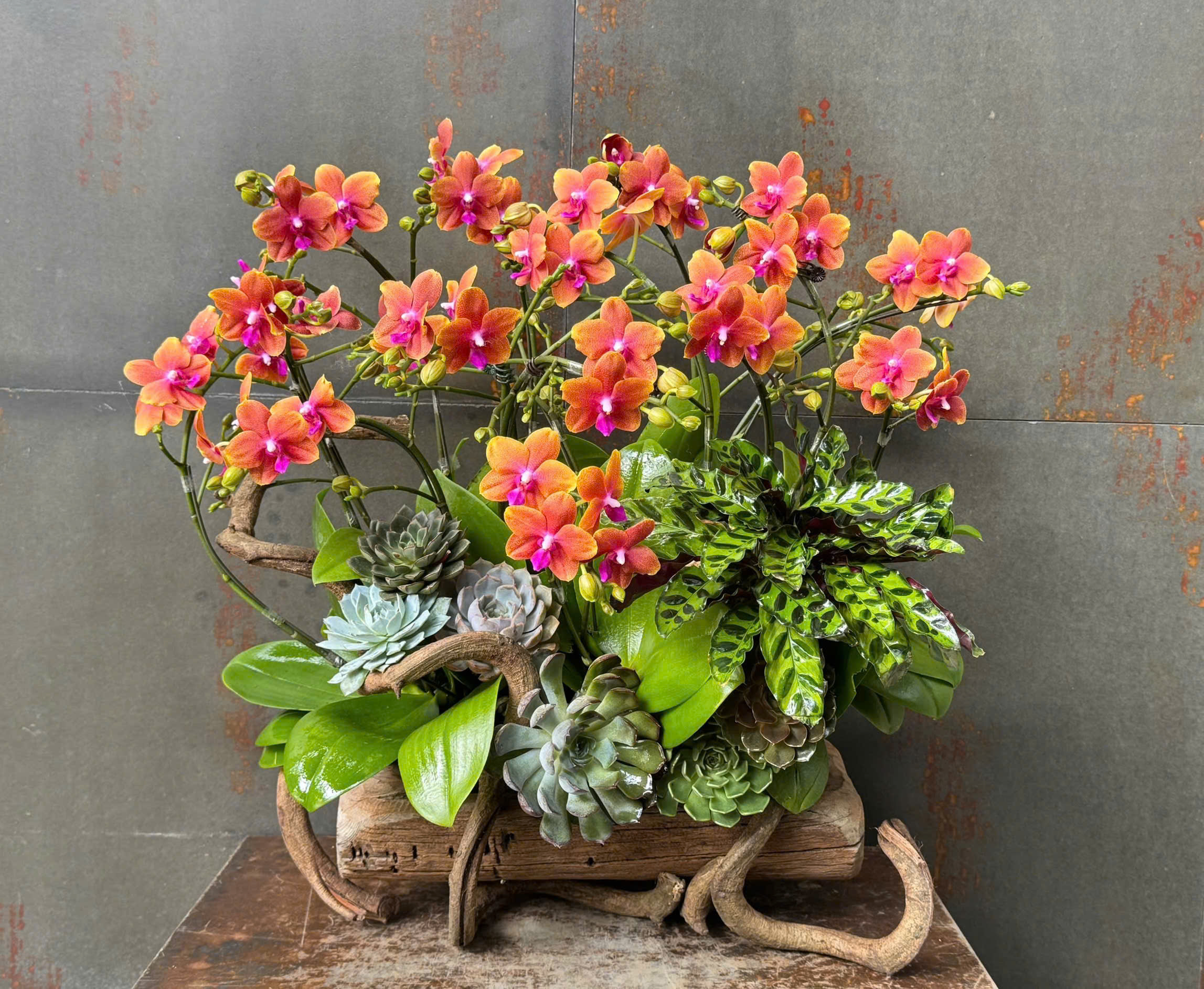 CHẬU LAN HỒ ĐIỆP MINI CAM ĐỎ