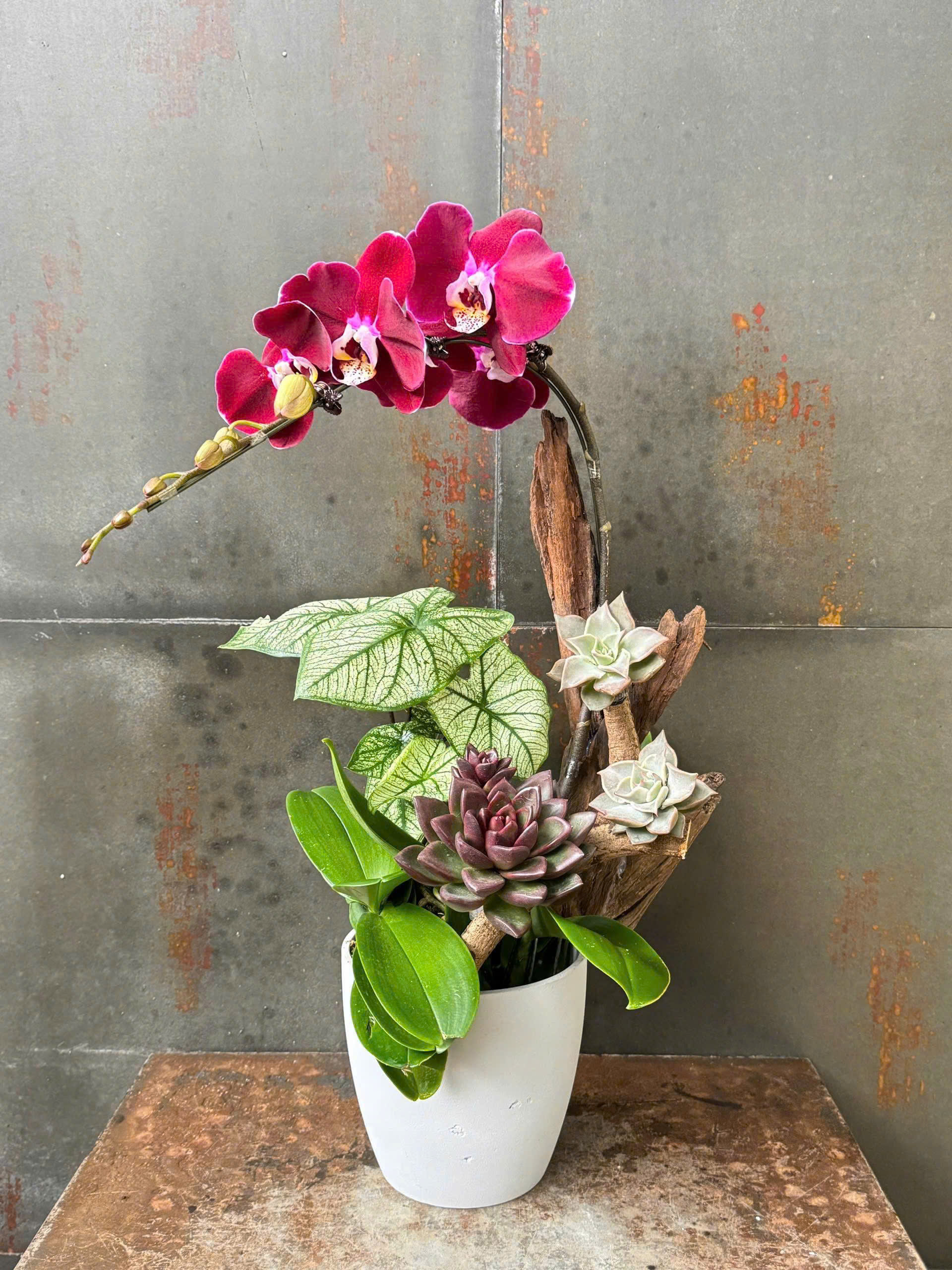 CHẬU LAN HỒ ĐIỆP ĐỎ LƯỠI TRẮNG