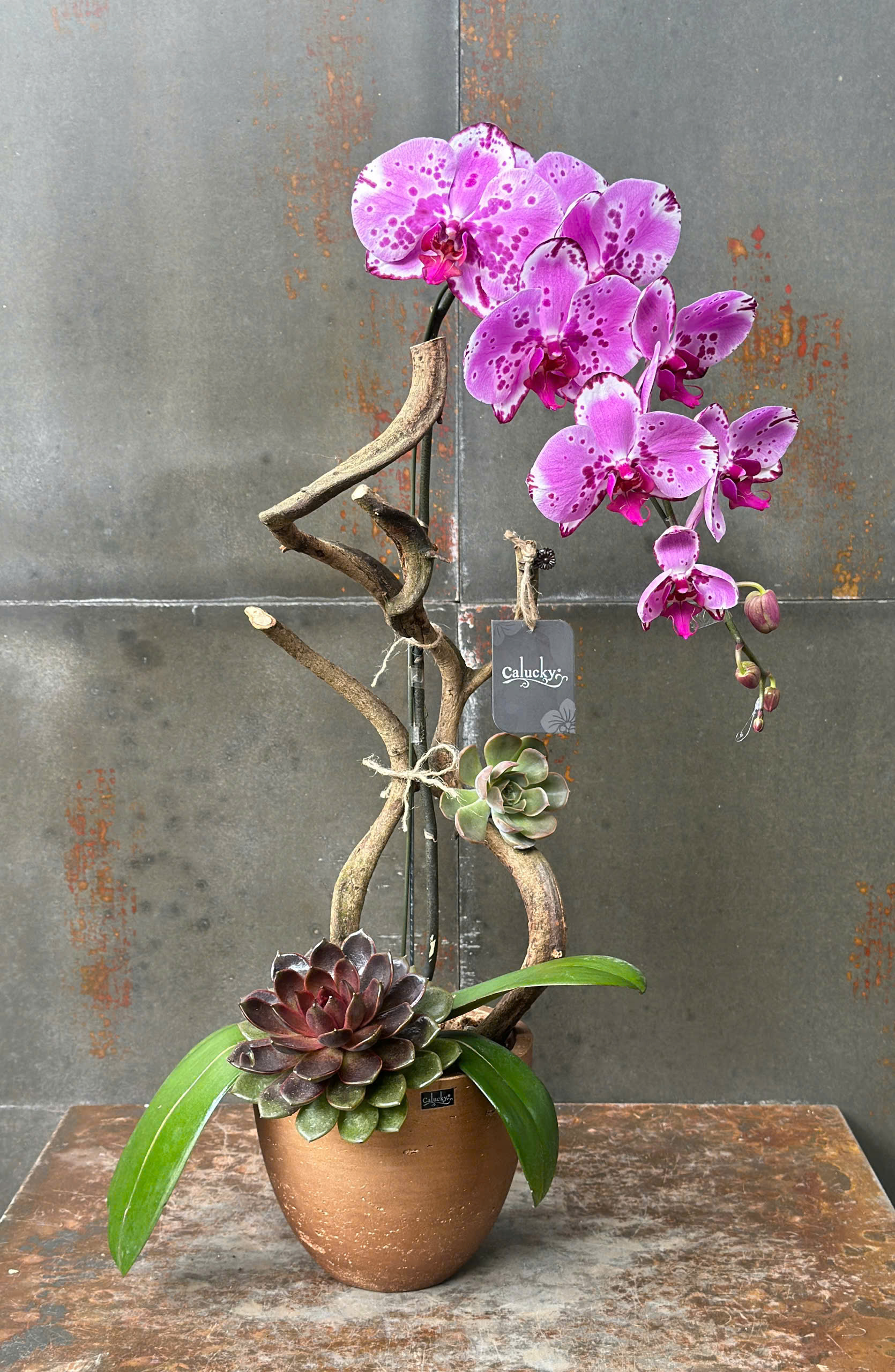 CHẬU LAN HỒ ĐIỆP HỒNG ĐỘT BIẾN