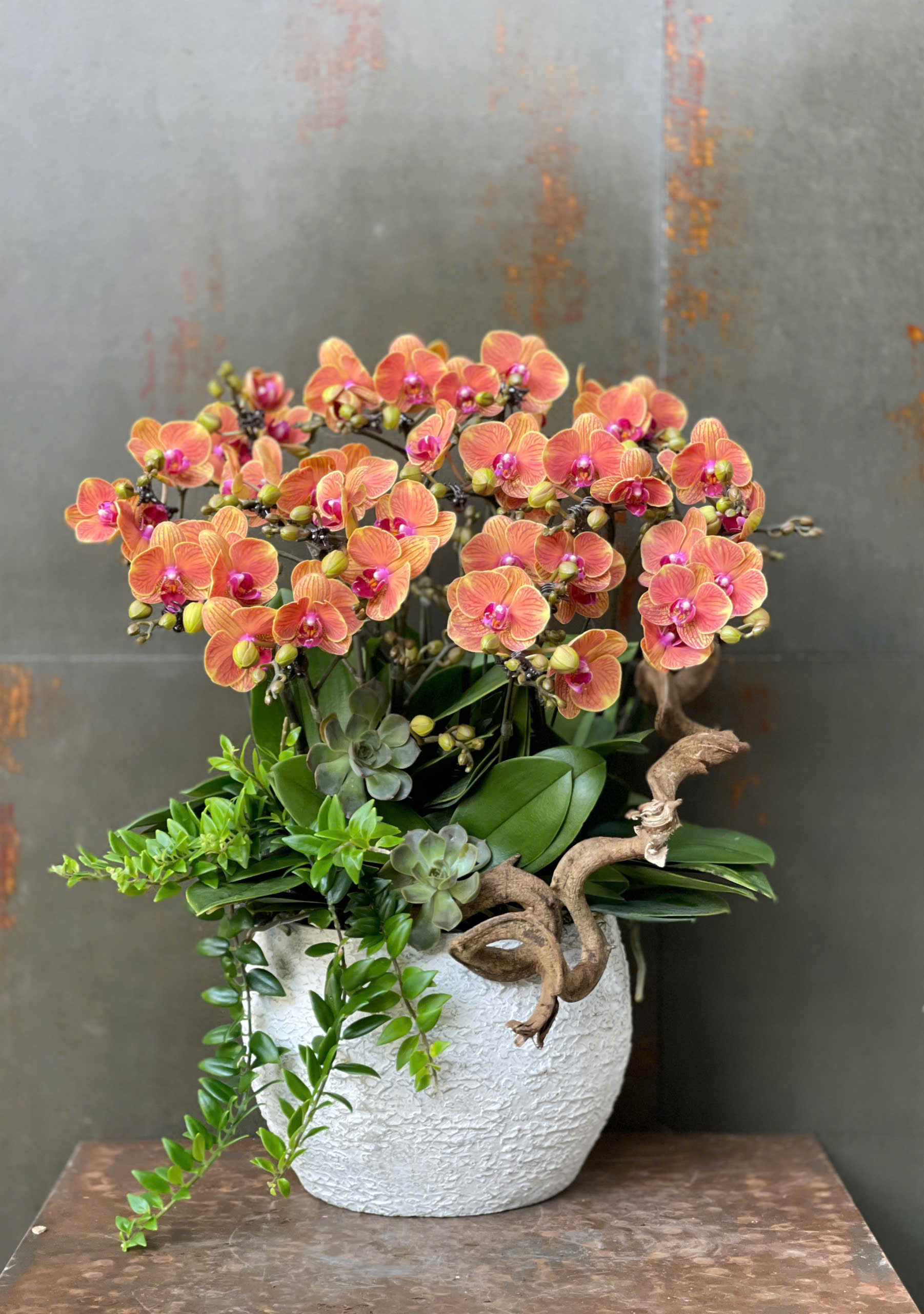 CHẬU LAN HỒ ĐIỆP MINI CAM