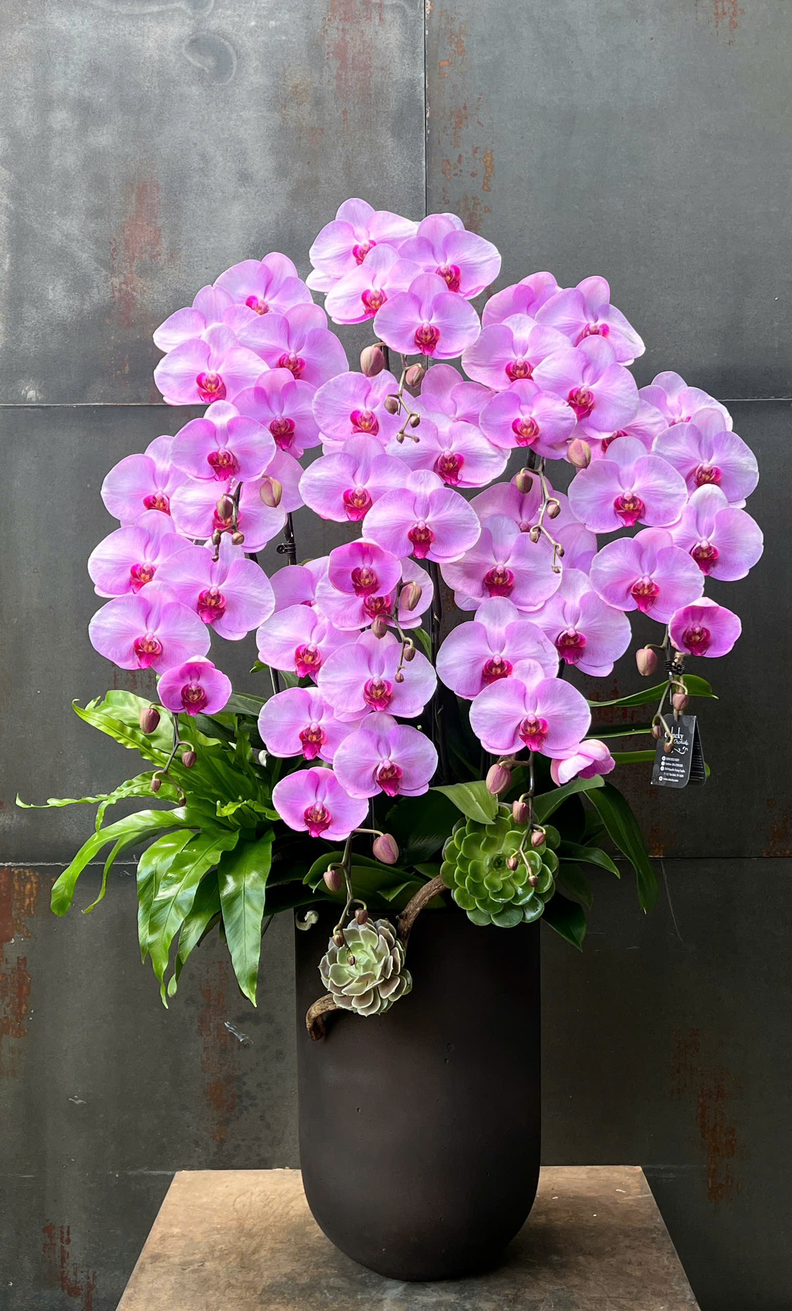 CHẬU LAN HỒ ĐIỆP HỒNG